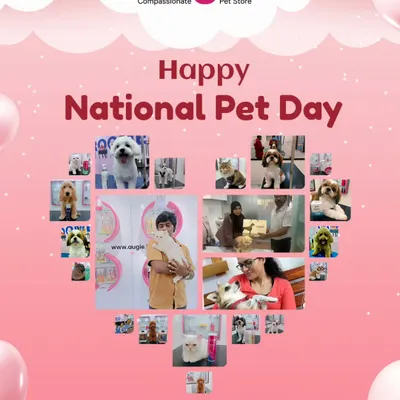 Happy National Pet Day from all of us at Augie! We believe every pet deserves to shine, and we're so grateful to be a part of your pet's journey. Thank you for all the wagging tails and purring cuddles.