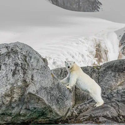 A childhood dream realized. Seeing this polar bear climbing the rocks against a backdrop of glaciers in Svalbard was a breathtaking spectacle. This is the raw, wild beauty of the high Arctic that I aim to share on my expeditions.