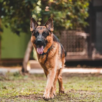 A handsome German Shepherd taking a stroll through the grounds. I have extensive experience with GSDs, focusing on channeling their intelligence and drive into positive behaviors.