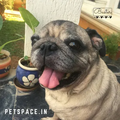 This is Buster, the pug who started it all. I created Petspace to be a fun, safe place for him, and that mission has extended to every dog that has walked through our doors over the last 10 years.