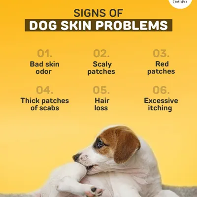 Is your dog scratching a lot or showing red patches? This guide outlines six common signs of skin problems, from bad odor to hair loss, so you can catch issues early.