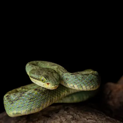 A stunning Bamboo Pit Viper coiled on a branch, a perfect example of an ambush predator. The intricate patterns and piercing eyes make these venomous snakes a captivating subject.