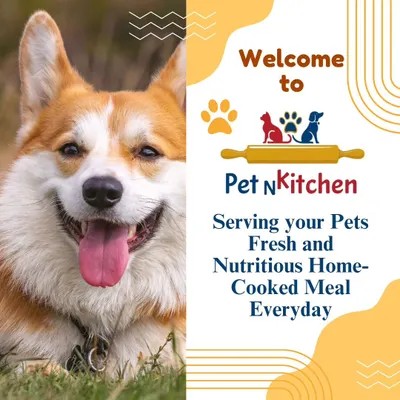 Welcome to Pet N Kitchen. This image of a happy, smiling corgi represents my core mission: serving your pets fresh and nutritious home-cooked meals every single day.