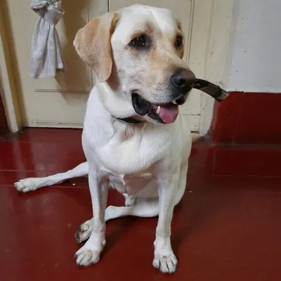 Doodle the Labrador is always excited for his daily 45-minute walk with us in the Basvanagudi and NR Colony areas. Regular walks are essential for a dog's physical and mental health.
