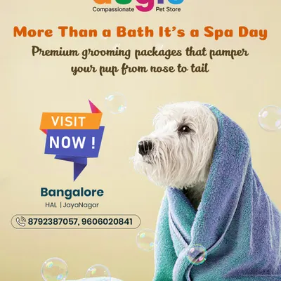 It's more than just a bath, it's a spa day! Our premium grooming packages are designed to pamper your pup from nose to tail. Visit us in Bangalore for a luxury experience your dog will love.