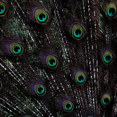 A close-up of an Indian Peafowl's train feathers. While it was displaying for a peahen, I had plenty of time to focus on the mesmerizing, repeating pattern of its eyespots, creating a rich and detailed abstract.