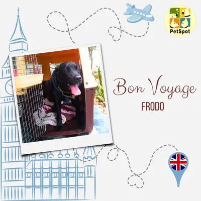 Bon Voyage, Frodo! Here he is, ready for his big trip to London. He traveled as accompanied baggage, and I made sure his crate was comfortable and secure for the long flight.