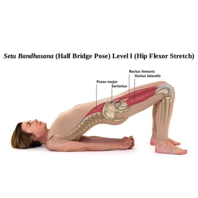 Understanding anatomy enhances your practice. This visual shows the muscles engaged in Setu Bandhasana (Bridge Pose), including the psoas major and rectus femoris, highlighting its function as a hip flexor stretch.