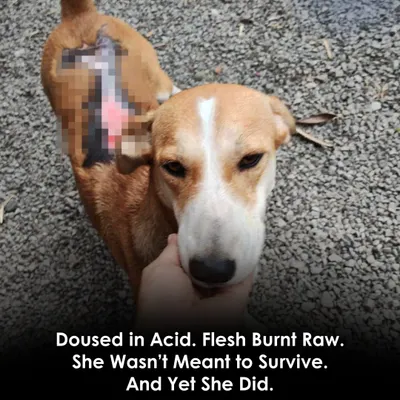 Lizzie was the victim of a horrific acid attack, with her flesh burnt raw. She wasn't meant to survive, but her will to live was stronger than the cruelty she faced. Now, she is on the long road to recovery with us.