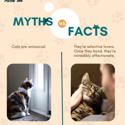 Let's bust some common cat myths. Cats aren't antisocial; they're selective. I share facts like these to help owners better understand their companions.