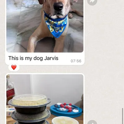 This is Jarvis, one of our very first community members, with his stack of freshly prepared meals. Seeing happy, healthy dogs like him is the best part of my day.