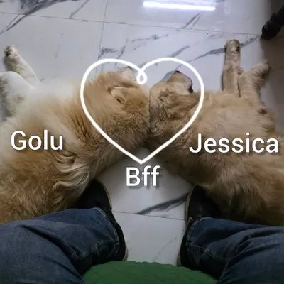 Golu and Jessica, best friends with a 10 year age gap. They love to sleep like this near my feet. This is the comfort of a real home.