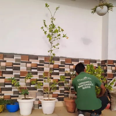 Our professional gardener, part of our maintenance service team, tends to newly potted plants, ensuring they are properly set up for healthy growth.