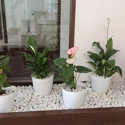 An elegant indoor planter box arrangement featuring Anthurium and Peace Lily plants. Set in a bed of white pebbles, this display adds a touch of sophistication and natural beauty to a windowsill or office space.