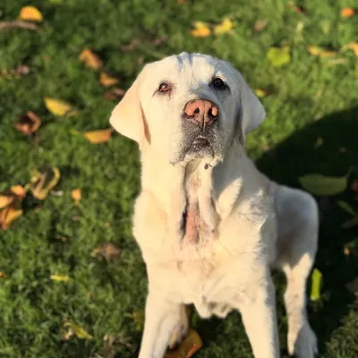 "In the golden glow of senior dogs, love shines the brightest." This is Stark, an 11-year-old Labrador who stayed with us. Taking care of seniors is a responsibility we cherish.