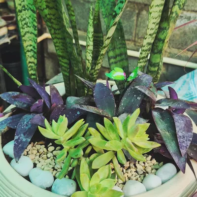 This combination planter is a great example of mixing textures and colors. We paired the tall, architectural leaves of a snake plant with the deep purple of a purple heart plant and the bright green of sedum succulents for a stunning, low-maintenance arrangement.