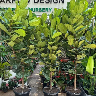 The Ficus Lyrata, or Fiddle Leaf Fig, is a design classic for a reason. I stock healthy, full specimens with large, violin-shaped leaves that make them a favorite for stylish interiors.