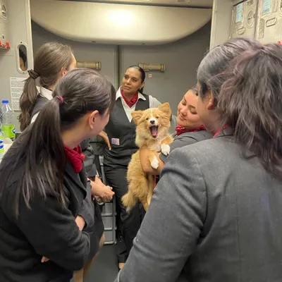 Teddy's happy yawn while being cuddled by the flight crew shows just how relaxed a pet can be during travel. Our goal is to make the journey a positive experience, and moments like this prove it's possible.