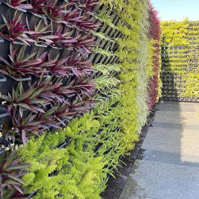 I love creating patterns with different plants. This vertical garden uses colorful Rhoeo plants, lime-green creepers, and Asparagus ferns to create vibrant, diagonal stripes of color and texture.
