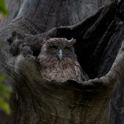 A Brown Fish Owl peers out from the hollow of a tree in Pilibhit Tiger Reserve, its bright yellow eyes shining from the darkness.