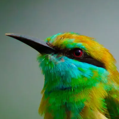 A stunning close-up of a Green Bee-Eater, showcasing its vibrant iridescent plumage and striking red eye. This macro-level detail is perfect for high-quality print and digital use.