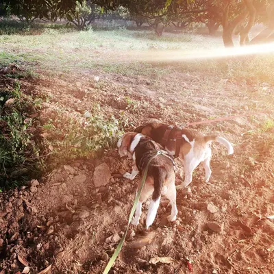 For these two rescued beagles, sniffing is everything. After a life in a lab, exploring the world through their noses helps them process their environment and heal from past trauma. I advocate for 'sniffaris' where the dog leads the way, enriching their minds and building confidence.