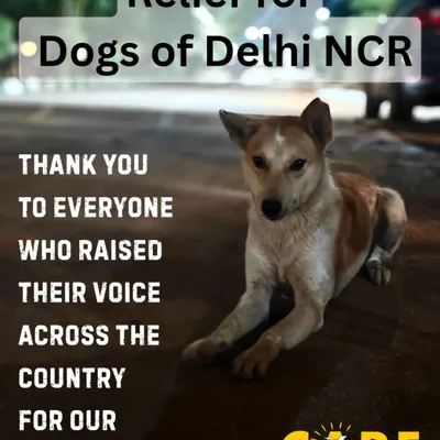 We raised our voices for the streeties of Delhi NCR, and the Supreme Court listened. This image marks a victory in our advocacy efforts, leading to a pan India policy on the humane treatment of stray dogs, including vaccination and feeding spaces.