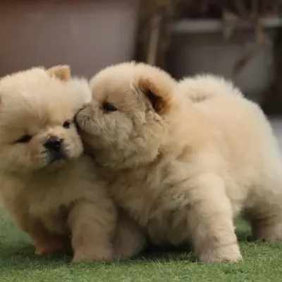 A tender moment between two of my Chow Chow puppies. They are incredibly fluffy and have the teddy bear look that the breed is famous for.