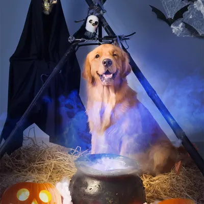 My Halloween sets are all about real props and spooky vibes, no fake filters here! This happy golden retriever, Monk, is enjoying the eerie atmosphere with a smoking cauldron and jack-o'-lanterns.