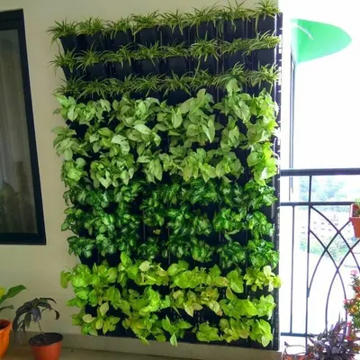 A perfect solution for a narrow balcony. We installed this dense vertical garden to create a private green oasis. The design uses a mix of spider plants and money plants for a multi-tonal effect that thrives in a semi-shaded environment.