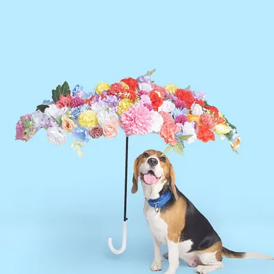 Who needs rain when you have a beautiful floral umbrella? I created this whimsical indoor set to bring a touch of spring magic, and this adorable beagle posed perfectly under her colorful shelter.