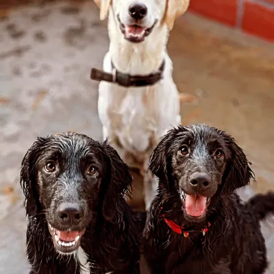 After a fun play session, these three are all smiles. A happy, tired dog is the goal of our daycare and boarding service. This trio includes a lovely Labrador and two adorable black Indie pups.