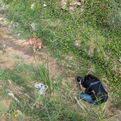 This is where the magic begins. Our photographer gets down to the pet's level, camera ready, to capture the perfect shot of Whiskey the senior dog. We go wherever the story takes us, even if it is down a grassy hill.