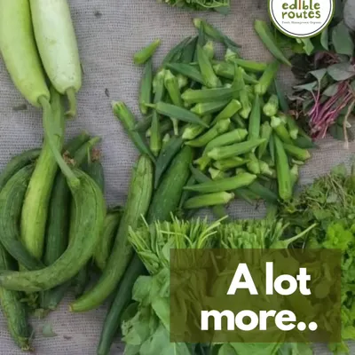 A typical harvest day includes a mix of seasonal favourites. Here you can see freshly picked lauki (bottle gourd), bhindi (okra), and tori (ridge gourd) ready to be packed for our weekly baskets.