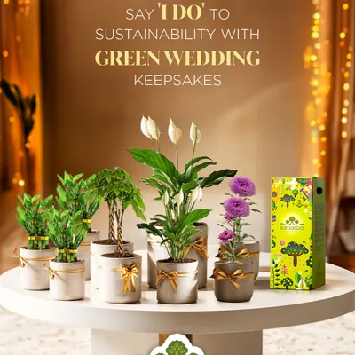 I believe your special day deserves a special touch that grows. My green wedding keepsakes are more than just return gifts; they are living symbols of your new beginning, a sustainable promise your guests can nurture long after the celebrations.