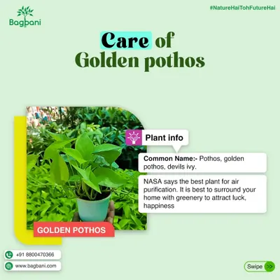 Plant info for Golden Pothos, also known as Devil's Ivy. We share key facts, including its NASA-approved air-purifying qualities.