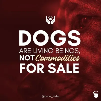 Dogs are living, feeling beings, not commodities for sale. The commercial breeding industry often prioritizes profit over welfare, leading to immense suffering. We urge you to adopt, not shop.