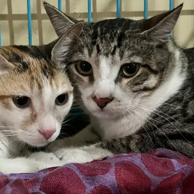 Two cats snuggling together on a soft blanket inside their secure enclosure, feeling safe and comfortable.
