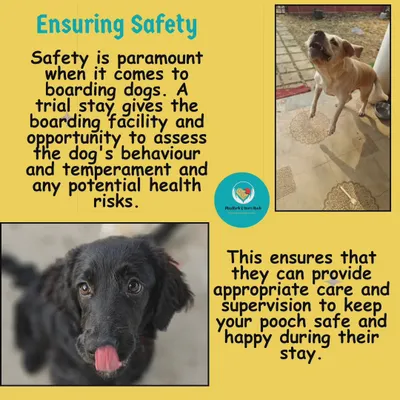 Safety is everything. This graphic explains why a trial stay is crucial for me to assess a new dog's behavior and health. It ensures I can provide the right supervision to keep every dog safe and happy during their time here.