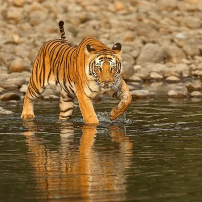 The Queen of Corbett, her coat glowing in the morning sun as she crosses the Ramganga river. The reflections and the golden light make this a quintessential Corbett tiger photograph.