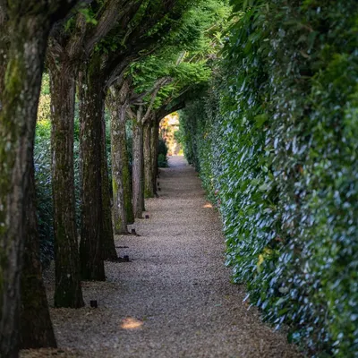 A beautiful and serene pathway lined with mature trees and a dense, perfectly trimmed green wall. This creates a natural tunnel effect, drawing the eye forward and providing a peaceful walking experience.