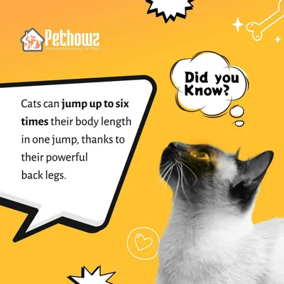 Did you know cats can jump up to six times their body length? Understanding fun facts like this helps us appreciate their unique abilities and informs how we design our cat-friendly boarding spaces.