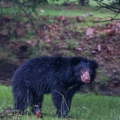 A Sloth Bear stands in the lush green grass during the monsoon in Ranthambore. These bears have an aggressive reputation as they evolved alongside tigers.