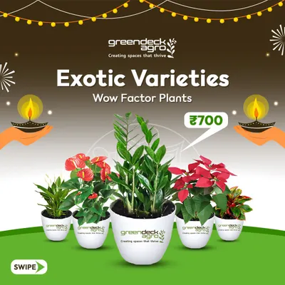 For a gift with a 'wow' factor, I offer a selection of exotic plant varieties. These are perfect for making a bold statement and showing extra appreciation during festive seasons like Diwali.
