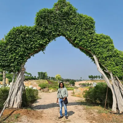 Standing under a magnificent living archway created from two expertly trained Ficus trees. This is a central feature of our expansive Hyderabad botanical garden project.