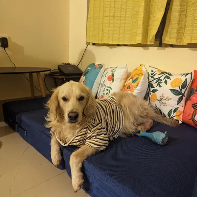 This is Buddy, who needs ongoing medication for a heart condition. Medical fostering involves providing a calm environment and ensuring he gets his meds on time. We cover all costs.