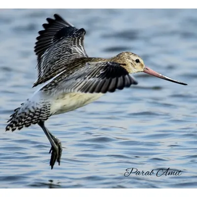 The Bar-tailed Godwit, a record-holder for the longest non-stop flight, takes to the air. This incredible migratory bird travels over 12,000 km from Alaska to New Zealand, a true marvel of endurance.