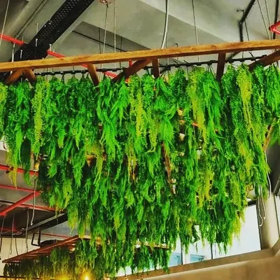 This is a dense hanging garden installation made of artificial ferns. We created a lush, green chandelier effect that brings a massive amount of texture and a jungle-like feel to the industrial-style ceiling.