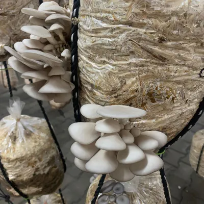 As a Coorgi, my love for 'kummu' or mushroom is legendary. I source these beautiful oyster mushrooms from local growers who cultivate them with great care, which is why they taste so good.