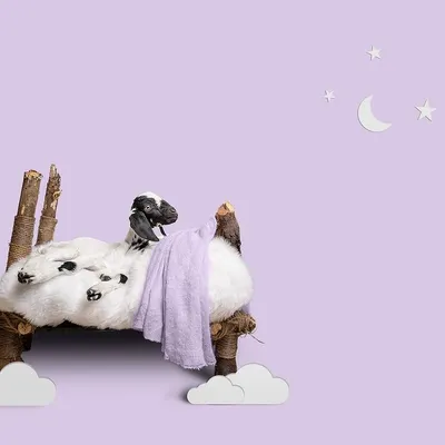 For this series, the concept was to photograph rescued baby animals in the style of newborn portraits. This little goat kid, sleeping on a handmade cloud bed, shows the gentle and creative approach I take.